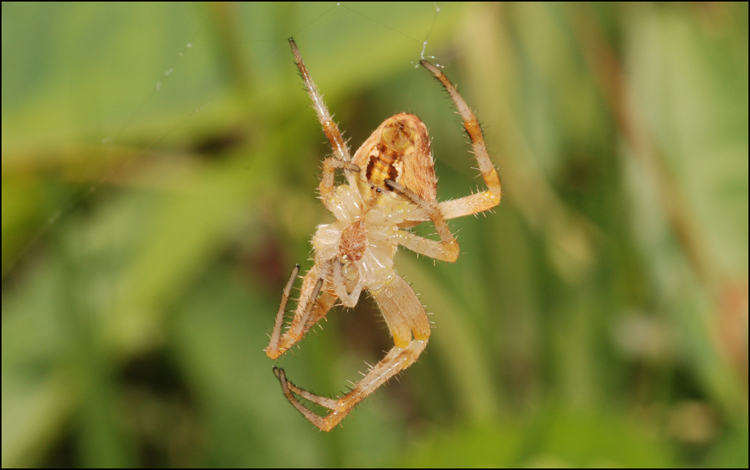 Araneus diadematus